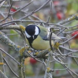 Great Tit