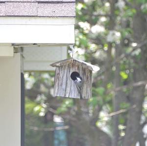 Black-capped Chickadee