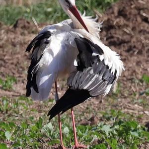 White Stork