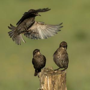 Common Starling