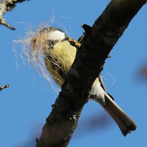 Great Tit