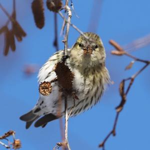 Eurasian Siskin