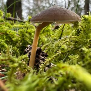 Spruce-cone Toadstool