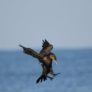 Double-crested Cormorant