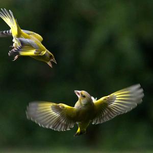 European Greenfinch