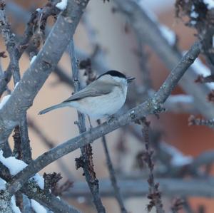 Marsh Tit