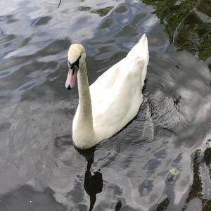 Mute Swan