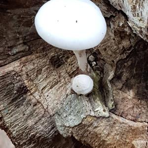 Porcelain Fungus