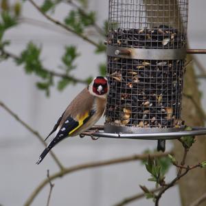 European Goldfinch