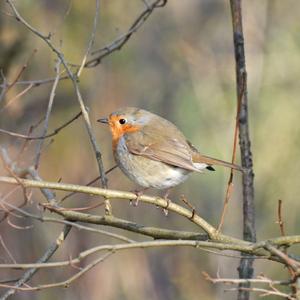 European Robin