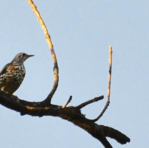 Song Thrush