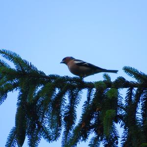 Eurasian Chaffinch