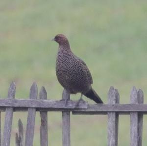 Common Pheasant