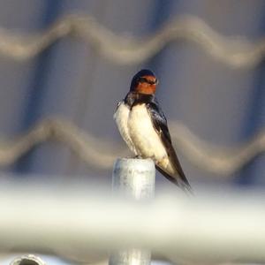 Barn Swallow