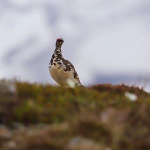 Alpenschneehuhn