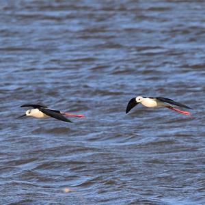 Black-winged Stilt