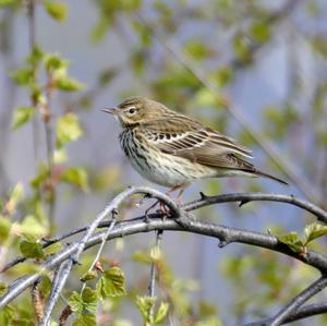 Tree Pipit