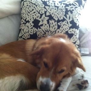 Unknown Breed
