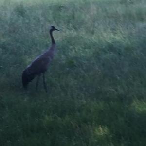 Demoiselle Crane