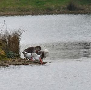 Greylag Goose