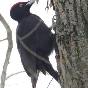 Black woodpecker