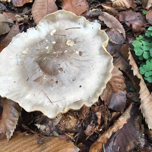 Cloudy Clitocybe