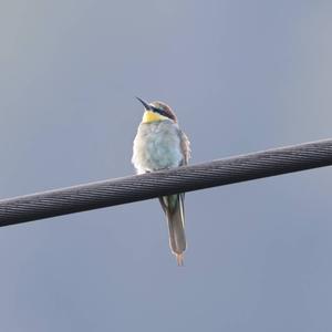 European Bee-eater