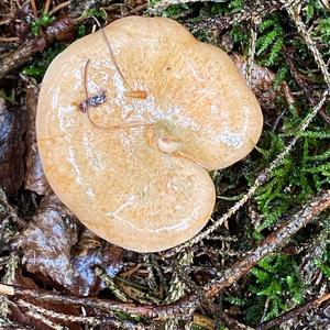 False Saffron Milk Cap