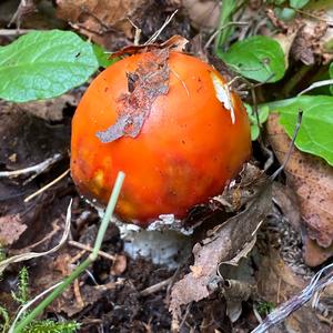 Fly Agaric