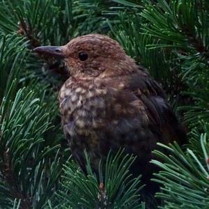 Eurasian Blackbird