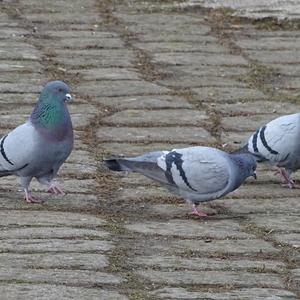 Rock Pigeon