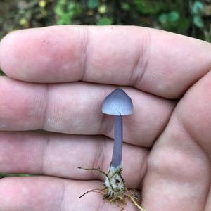 Amethyst Deceiver