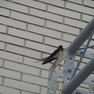 Barn Swallow