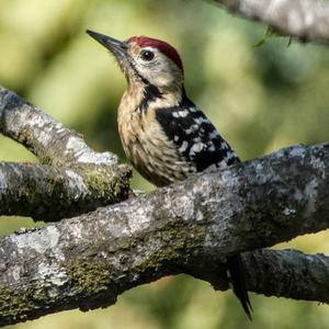 Fulvous-breasted Woodpecker