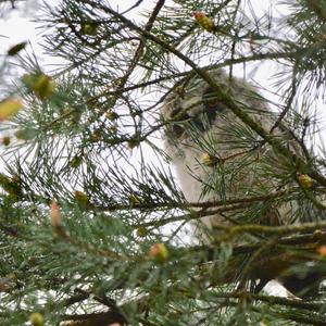 Long-eared Owl