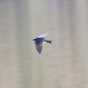 Tree Swallow