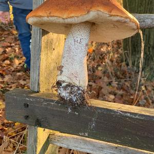 Orange Birch Bolete