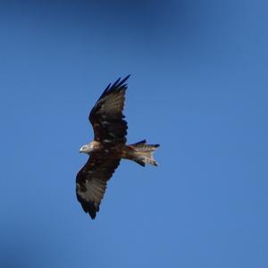 Red Kite