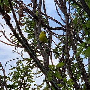 American Goldfinch