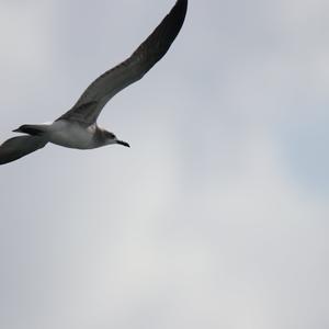 Bonaparte's Gull