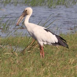 Asian Openbill