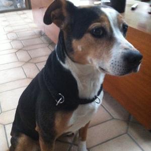 Unknown Breed