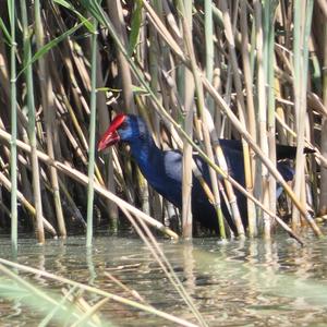 Purple Swamphen