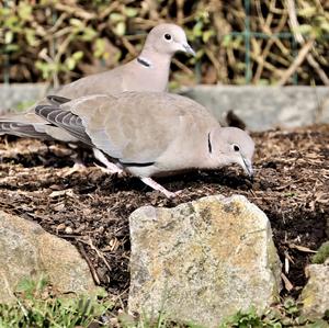 Eurasian Collared-dove