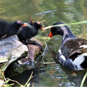 Common Moorhen