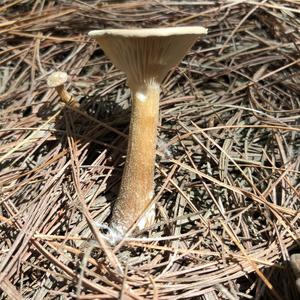 Funnel Clitocybe