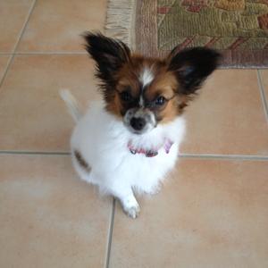 Unknown Breed