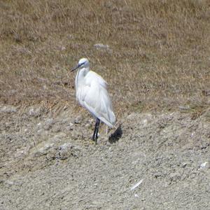 Little Egret