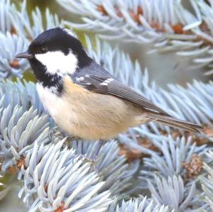 Coal Tit