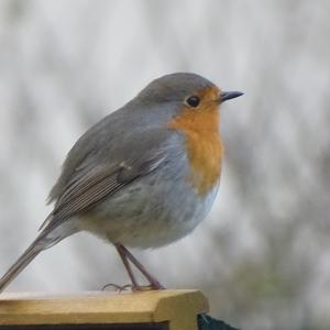 European Robin